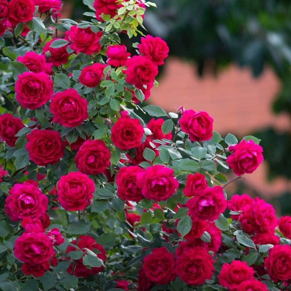 Jobe's Rose Fertilizer Spikes, 10 Spikes - Image 3