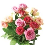 Jobe's Rose Fertilizer Spikes, 10 Spikes - Image 2